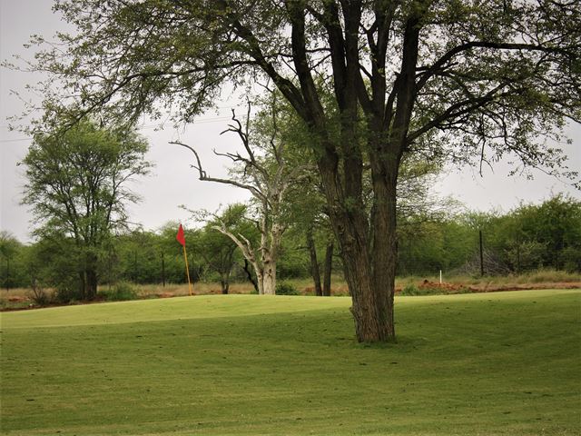 Combretum  imberbe dead Leadwood  behind golfing green Sesambos Limpopo